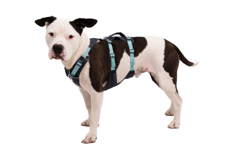 Ruffwear Flagline шлея, темно-сірий