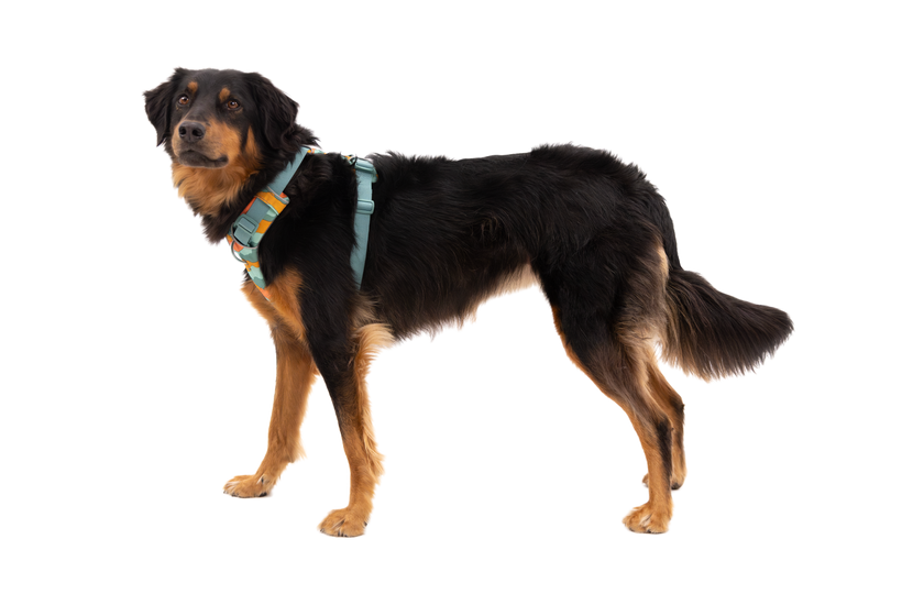 Ruffwear Front Range шлея, river rock зелений