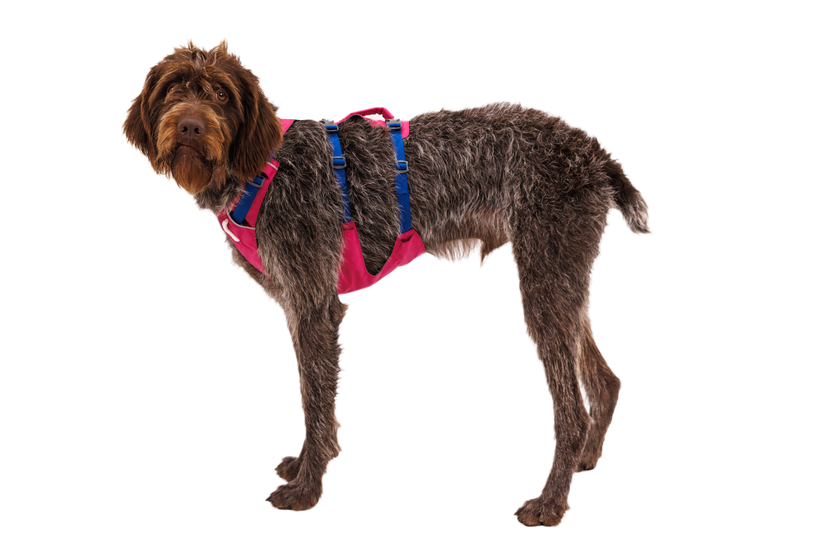 Ruffwear Flagline шлея, альпійське світло рожева