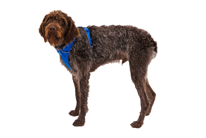 Ruffwear Front Range шлея, синій пул