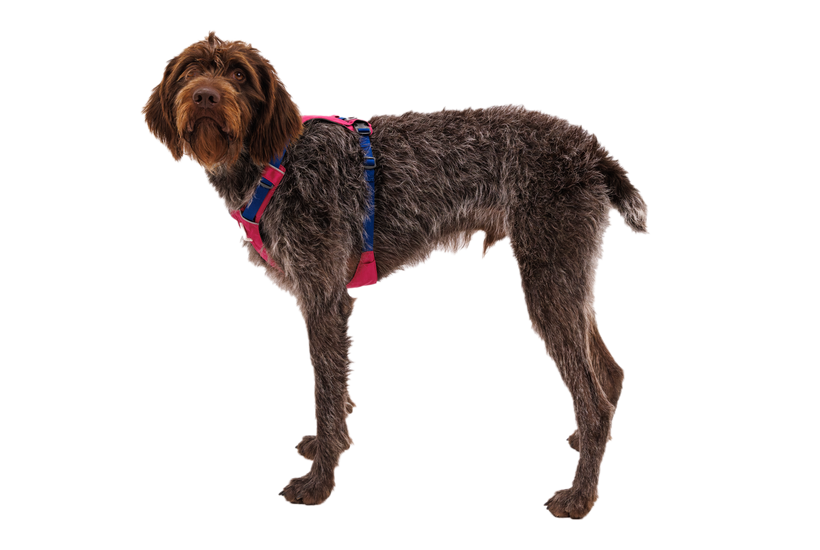 Ruffwear Hi & Light шлея, альпійське сяйво рожева