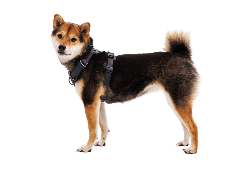Ruffwear Front Range шлея, базальт-сіра