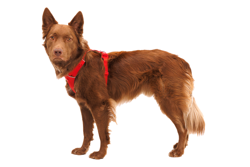 Ruffwear Front Range шлейка, червоний canyon