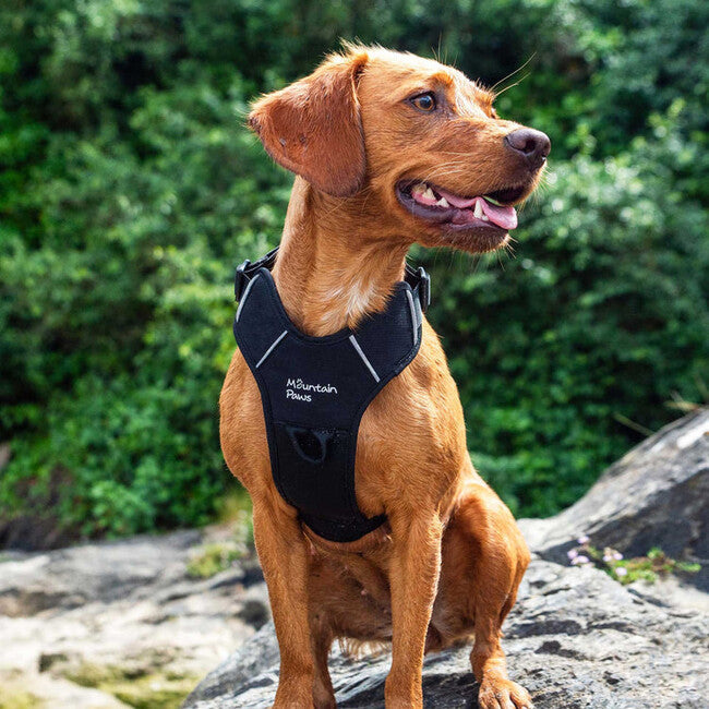 Mountain Paws Dog Harness паддед шлея для собак, чорна, мала