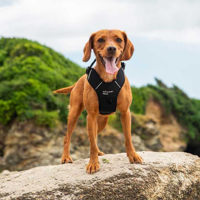 Mountain Paws Dog Harness набивна шлея для собак надвеликого розміру, чорна