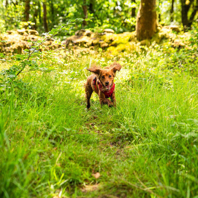 Mountain Paws Dog Harness вмастачена шлея для собак, червона, середня