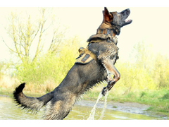 K9 Thorn шлея Delta, coyote