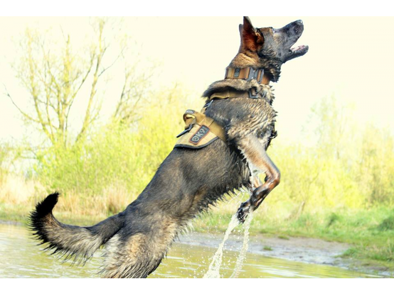 K9 Thorn шлея Delta, коричневий койотовий