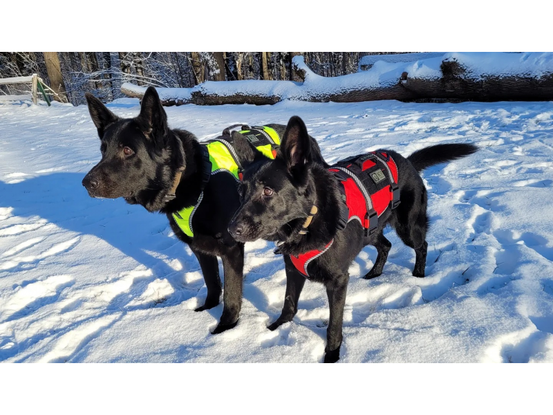 K9 Thorn One SS шлея, червона, XL